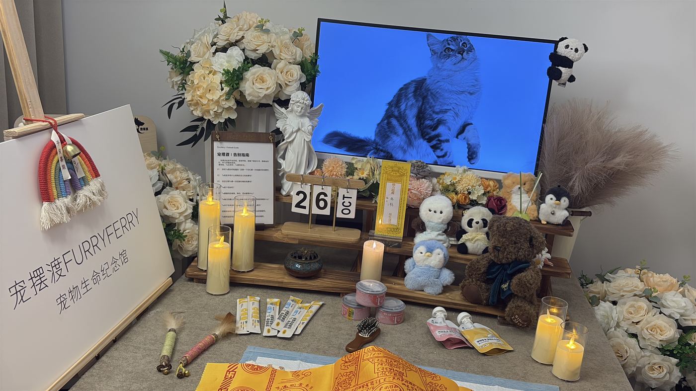 猫家庭特别提示