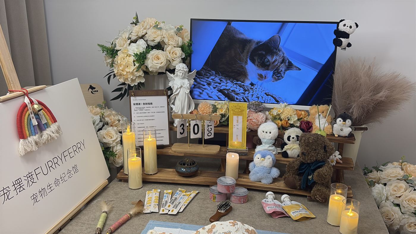 猫咪离世后怎么办？宁波猫主子告别指南