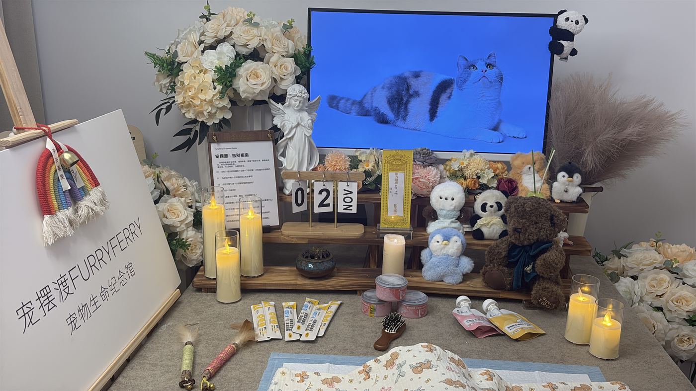 如何面对宠物离世的悲伤？写给宁波养宠人的心理支持
